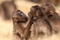 Queens - Königinnen des Tierreichs – Ein Gelada-Weibchen zieht die Augenbrauen hoch, um einem anderen Weibchen gegenüber Aggression zu zeigen (National Geographic for Disney/Oscar Dewhurst).