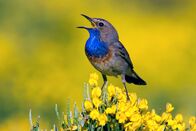Wildes Spanien – Ein seltenes Blaukehlchen auf seiner Singwarte - von hier verteidigt es sein Territorium.