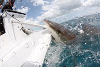 Shark Week – Shark Week (2018)