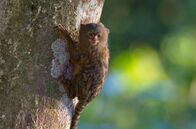 Kolumbien – Zu den tierischen Stars am Amazonas gehören die Zwergseidenäffchen, die kleinsten Affen der Welt.