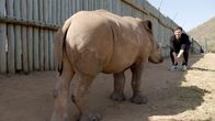Uncovered – Der Handel mit vom Aussterben bedrohten Tierarten soll eines der größten illegalen Geschäfte weltweit sein. Nicht nur beim erbitterten Kampf um das Horn von Nashörnern leiden die Tiere. Auch süße Tiervideos im Netz unterstützen Tierquälerei. Wie genau tragen Internetuser zur Ausbeutung der Tiere bei? Thilo Mischke reist nach Südafrika und Indonesien.