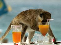 Tierische Freaks – On the sparkling Caribbean island Verbet Monkeys cut loose like kids in a frat-house. Some seem to sample the poolside libations and walk away, while others seem to repeatedly go back for more.