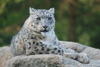 Nashorn, Zebra & Co. – Schneeleopard.