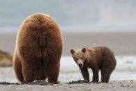Unter Grizzlys – Die junge Mutter "Parsnip" und Ihr Junges müssen viel dramatische und riskante Situationen meistern. Ihr Überlebenskampf im großen Grizzlyland ist erbarmungslos. Mehrere Monate konnte die Crew das Schicksal der Beiden verfolgen.