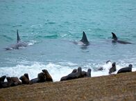 Wildes Patagonien – Weibliche Orca Wale lernen von ihren Müttern wie man Seerobben am Strand jagt.