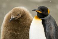 Tierbabys mit der Ente – Dem kleinen Königspinguin ist kalt.