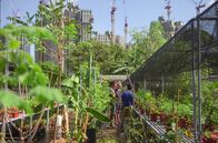 Mit Kompass und Köpfchen auf hoher See – Mitten in Singapurs Hochhausdschungel verbirgt sich eine kleine Oase mit einer erstaunlichen Vielfalt an essbaren Pflanzen: die Citizen Farm.