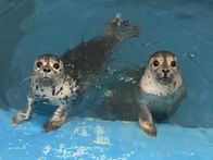 Alaskas Wildtier-Retter – Two Harbor Seal rescues, named Fritz and Uggy, float together in a pool as they continue their rehabilitation at the Alaska SeaLife Center. (National Geographic/Symbio Studios)