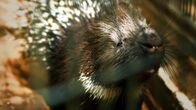 Wunder der Wissenschaft – Doreet, das liebestolle Stachelschwein.