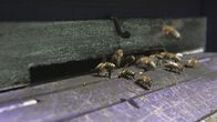 Die Bienenflüsterer – Slowenien ist das einzige europäische Land, das sich seine einheimische Bienenart erhalten konnte: Apis mellifera carnica, auch als Krainer oder Kärntner Biene bekannt.