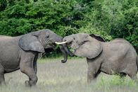 Die Riesen an Afrikas Flüssen – Zwei Elefantenbullen kämpfen gegeneinander.(