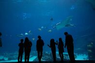 Das Atlanta-Aquarium – Sa, 03.12., 12:30 Uhr