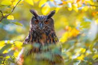 Quarks – Eine Eurasische Adlereule (Bubo bubo) ist in den Zweigen eines Laubbaumes versteckt. Die lebhaften Herbstfarben der Blätter sorgen für eine natürliche Tarnung der Eule.