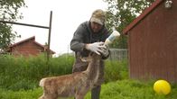 Alaskas Wildtier-Retter – Austin Blackwell, an animal keeper at the Alaska Wildlife Conservation Center, bottle feeds Luna the baby caribou. (National Geographic/Symbio Studios)