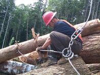 Ax Men - Die Holzfäller – Es ist wohl der härteste Job der USA - Holzfäller im Pazifischen Nordwesten Amerikas. Bei der Arbeit mit Sägen, Äxten und schweren High Tech Maschinen ist Kraft, Ausdauer und Geschick gefragt und das bei jeder Witterung ...