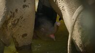 Chinas wildes Tierreich – Im Fluss Sancha wird das Baby von Erwachsenen beschützt, um ein Bad zu nehmen (ZED).