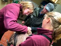 Wilder Wilder Westen – Zwei junge Gänsegeier werden für ihre Auswilderung fertig gemacht. Sie bekommen von der Zootierärztin noch einen Erkennungschip unter die Haut gesetzt.
