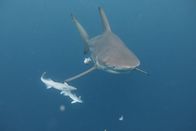 Im Reich der Riesenhaie – Aliwal Shoal, Südafrika - Ein Ozeanischer Schwarzspitzenhai (Carcharhinus limbatus) kreuzt in südafrikanischen Gewässern, gefolgt von einem Remora (Remora remora). Der Remora frisst die Parasiten des Hais und andere Abfälle, um die Gesundheit des Hais zu erhalten, und erhält im Gegenzug eine Mahlzeit und Schutz.