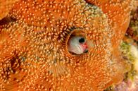 Costa Rica - Der Natur zur Seite stehen – Der tropische Wald zählt eine große Artenvielfalt, zu der auch diverse Fische gehören.