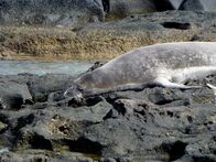 Wildes Hawaii – A Monk Seal sun-bathing on the rocks.
