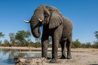 Die Riesen an Afrikas Flüssen – Ein afrikanischer Elefant trinkt an einer Wasserstelle.(