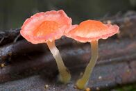 Im Königreich der Pilze – Pilze nur der Fruchtkörper ist oberirdisch sichtbar.