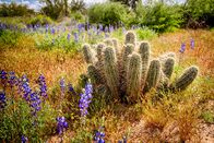 Unser grüner Planet – Nach einem der seltenen Regenschauer sprießen in der Wüste im Norden Mexikos Blüten, die einen Echinopsis-Kaktus umgeben.