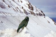 Die vier Alpen – Kea oder Bergpapagei (Nestor notabilis), Neuseeland.