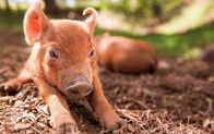 Unsere große kleine Farm – Hausschwein „Emma“ hat Ferkel geworfen.