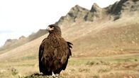 Tierische Rebellen – Gestreifter Karakara