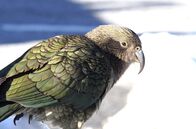 Wunder des Pazifiks – Kea are highly inquisitive (NHNZ Ltd.)