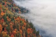 Unsere Wälder – Stimmungsvoll zieht Nebel über den herbstlich gefärbten Forst.