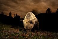 Bergwelten – In den Brenta-Dolomiten leben Braunbären in unmittelbarer Nähe zu Menschen und gewähren seltene Einblicke in ihr Verhalten. Im Mittelpunkt steht Horst Eberhöfer, der sich vom Wilderer zum Tierfotografen wandelt und über Jahre hinweg einzigartige Aufnahmen dieser Tiere macht. Aus der Begegnung von Kameramann Marco Polo und Regisseur Markus Frings entstand ein Film, der beeindruckende Naturaufnahmen mit dem Zusammenleben von Mensch und Bär verbindet.