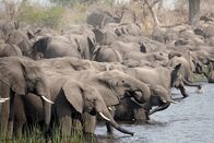 Elefanten hautnah – Botsuana ist die Heimat von 130.000 Elefanten, einem Drittel der Elefantenpopulation Afrikas. Die meisten leben im Norden des Landes, im Einzugsgebiet der Flüsse Chobe, Linyanti, Kwando und Okawango.