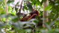 Tierische Überflieger – Jeden Abend konstruieren Orang-Utans ein neues Schlafnest in den Baumkronen.