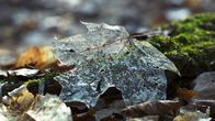 Unser grüner Planet – Laubbäume werfen regelmäßig ihre Blätter ab, die dann am Waldboden verrotten und zur Humusschicht beitragen.