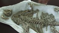 Verborgene Welten – Der Repenomamus lebte vor 130 Millionen Jahren, war ein wolfsgroßes Säugetier und fraß kleine, gefiederte Dinosaurier.