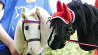 PUR+ – Mit dem Steckenpferd zwischen den Beinen herumlaufen. Ein altes Spiel und ein altes Spielzeug. Für Lena, Lara und Bruno aber ist es viel mehr als das: Sie machen Hobby-Horsing und es ist für sie ein richtiger Sport. "PUR+" klärt, was sich hinter dem Steckenpferd-Trend aus Skandinavien verbirgt und was genau daran eigentlich "Sport" ist.