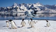 Mysteriöse Inseln – Gentoo Penguins (Pygoscelis papua) on Danko Island on the Antarctic Peninsula in Antarctica.