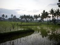 Taboo – On the rural Indonesian Island of Lombok tradition reigns, including the tradition of kidnapping your bride.
