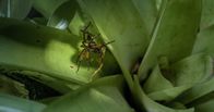 Tod bei Nacht – Costa Rica - Eine wandernde Spinne mit einem Sanduhrfrosch.