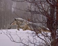 Expedition Wild – DIGGS, ID, USA: A grey wolf runs through the snow of Wild Bunch Ranch. (Photo Credit: