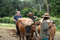 Gordon Ramsay: Kulinarische Abenteuer – Puerto Rico - Suley (foreground) guides two oxen while Ian (background right) teaches Gordon Ramsay (background left) how to plow. (Credit: National Geographic/Justin Mandel)