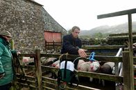 Zu Tisch ... (ARTE) – Andrew Harrison impft seine Schafe gegen Magenwürmer. Seit Jahrhunderten prägt die Schafzucht das Landschaftsbild im Lake District.