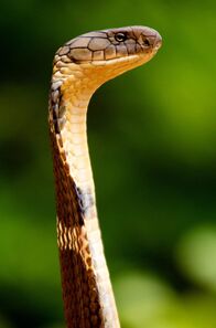 Wildes Überleben – Agumbe Königskobra