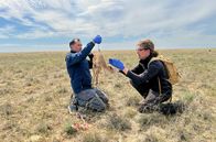 Mission Wildnis – Forscher Steffen Zuther und sein Kollege wiegen eine Saiga-Antilope in der kasachischen Steppe.
