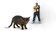 Der Katzenflüsterer – Der Katzenflüsterer (2014)