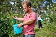 Tietjen campt - der Roadtrip – Mathias Mester pflückt Blaubeeren in der Lüneburger Heide.