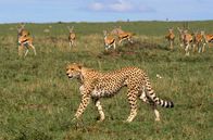 Grünzeug oder Frischfleisch? Die Savanne und die Futterfrage – Wird er zu früh entdeckt, gibt der Gepard die Jagd auf.