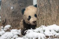 Die Panda-Schule – Sa, 12.09., 04:25 Uhr